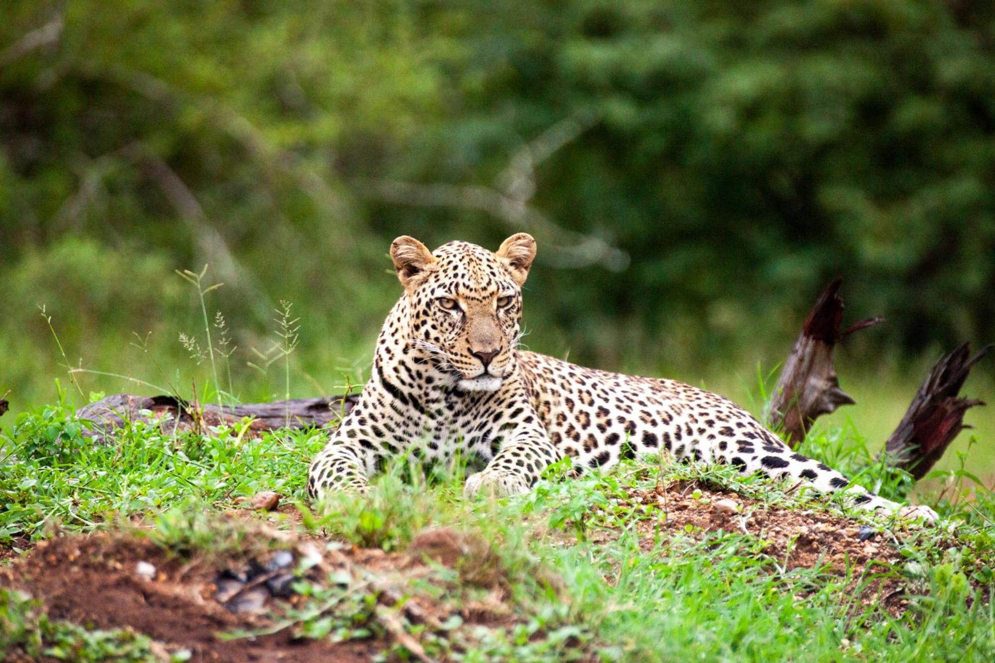 Karongwe Portfolio - Becks Safari Lodge Karongwe Game Reserve Exteriér fotografie